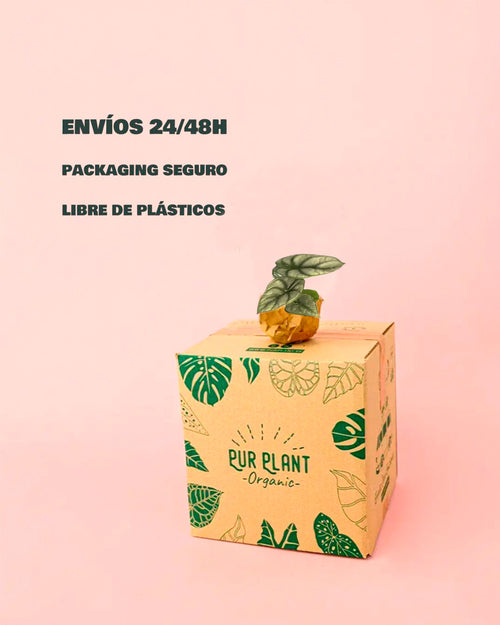 Bebé Alocasia Silver Dragon-packaging