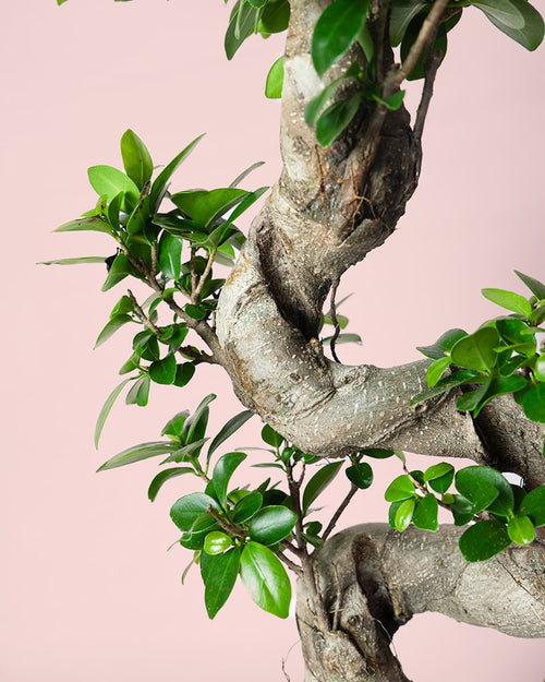 Bonsai Ficus Ginseng XL tronco