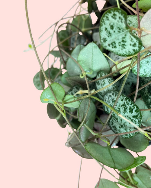 Ceropegia-woodii-detalle