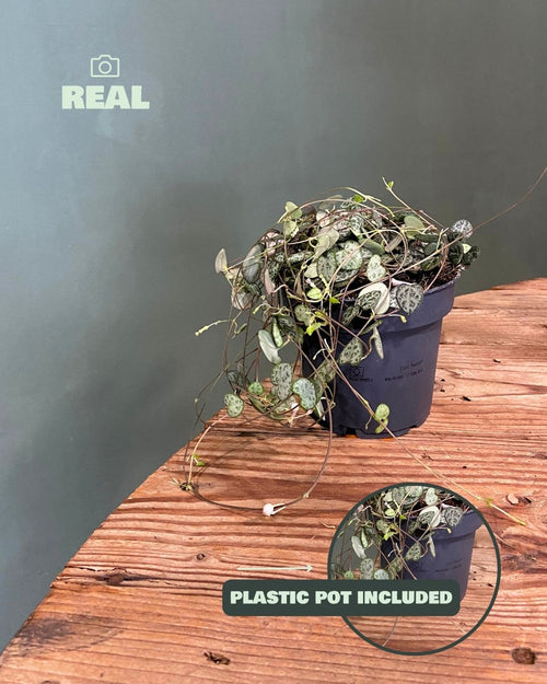 Ceropegia-woodii-real