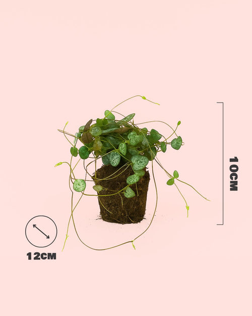 Ceropegia-woodii-size