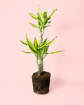 Dracaena Fragans Golden Coast