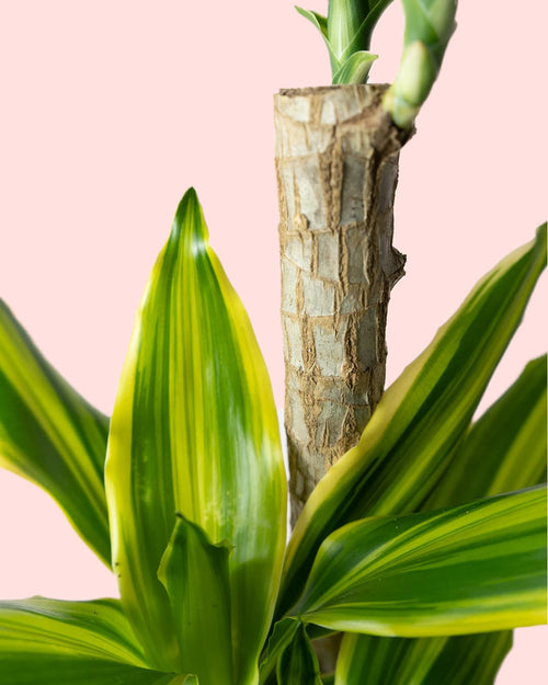 Dracaena fragans golden queen hoja