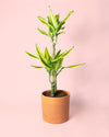 Dracaena fragans golden queen maceta