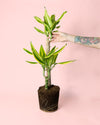 Dracaena fragans golden queen planta