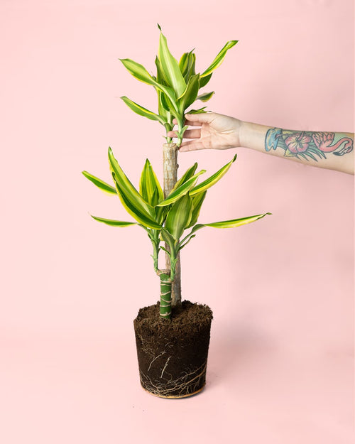 Dracaena fragans golden queen planta