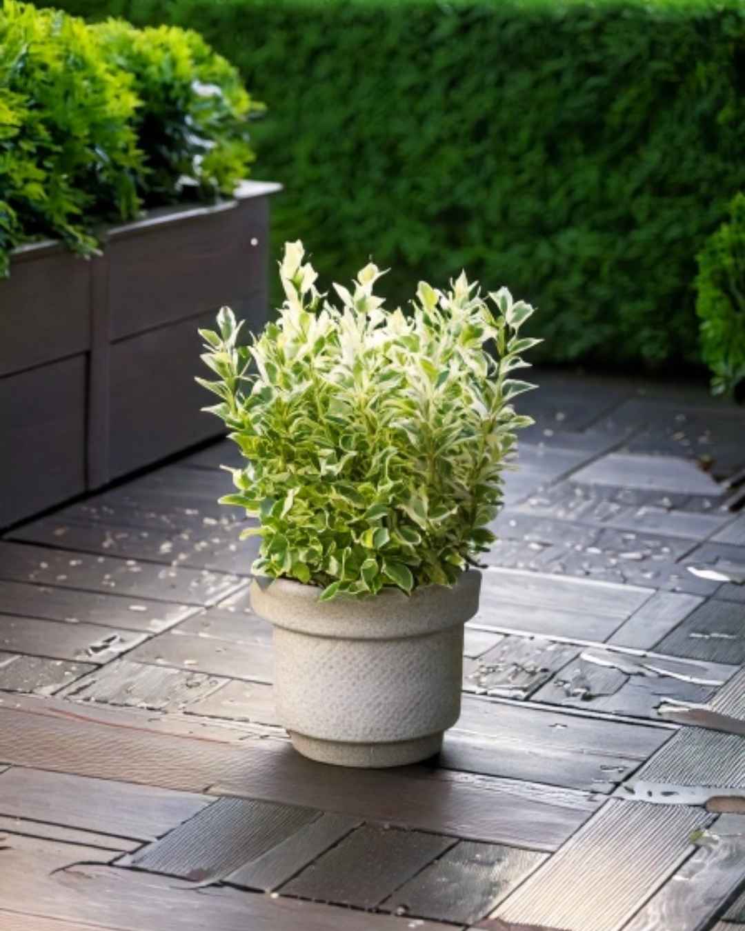 Euonymus Japonicus Albovariegatus terraza