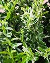 Euonymus japonicus 'Microphyllus Albovariegatus hoja