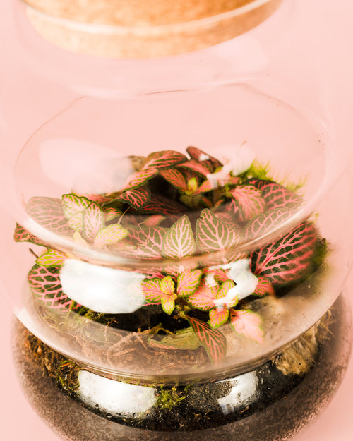 Euphoria - Terrario Fittonia3