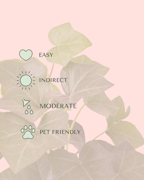 Hedera Hibernica - Hiedra S