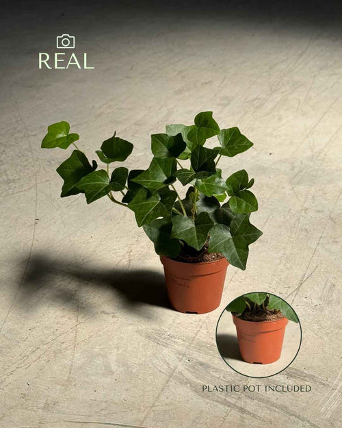 Hedera Hibernica - Hiedra S