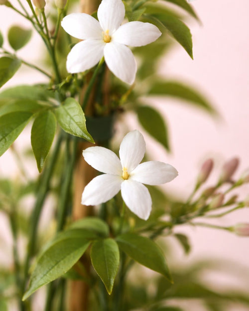 Jasminum Officinale - Jazmín Común Mini