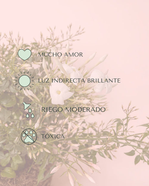 Jazmin-chino-cuidados