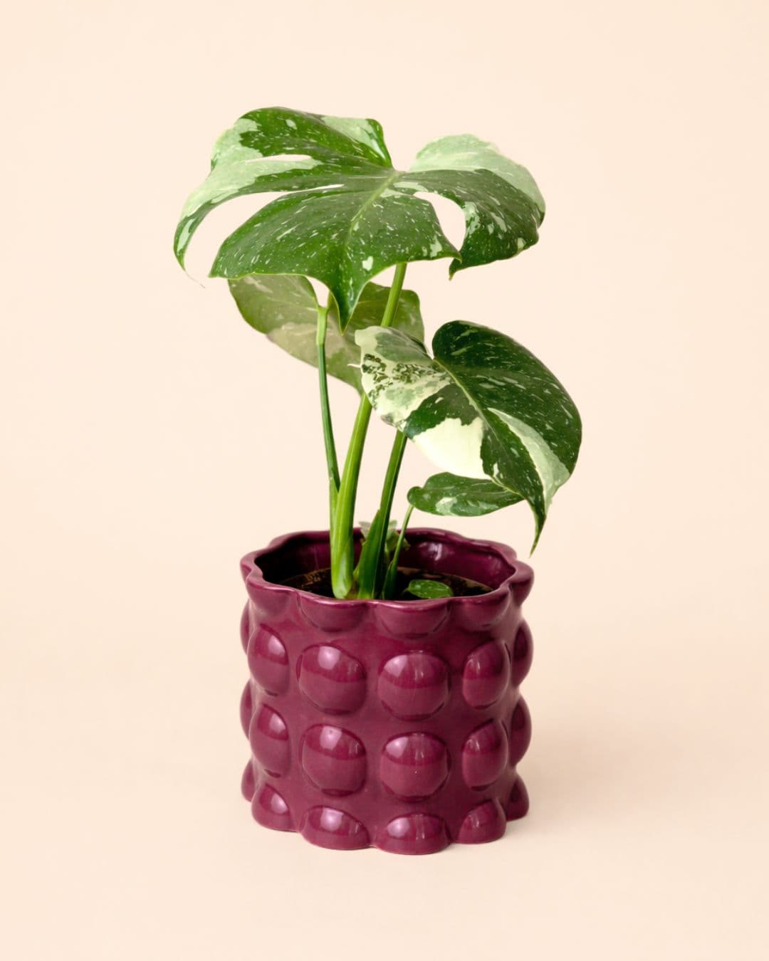 Maceta bob-magenta-planta