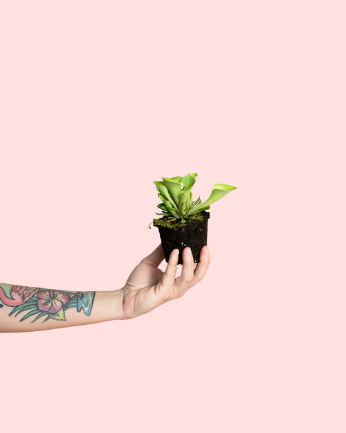 Mini Carnivora Heliamphora planta