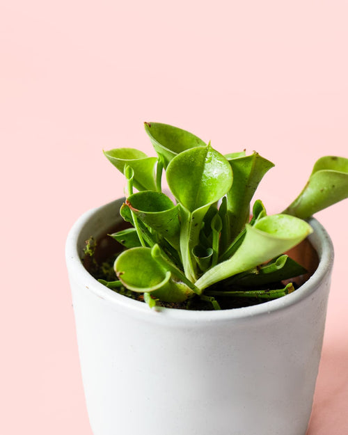 Mini Carnivora Heliamphora trampas