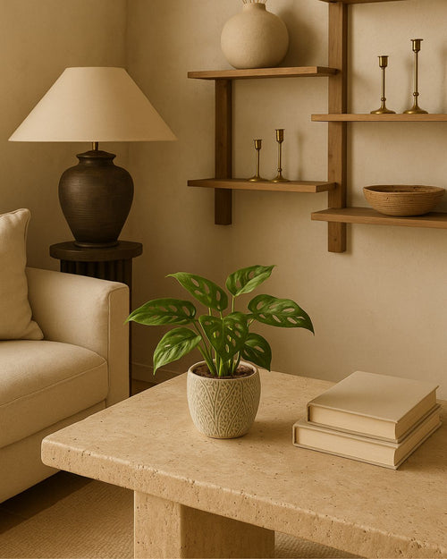 Monstera-Adasonii-contexto