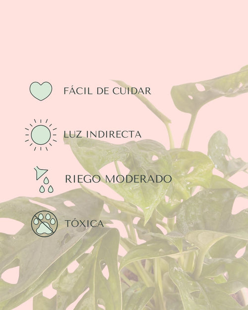 Monstera-Adasonii-cuidados