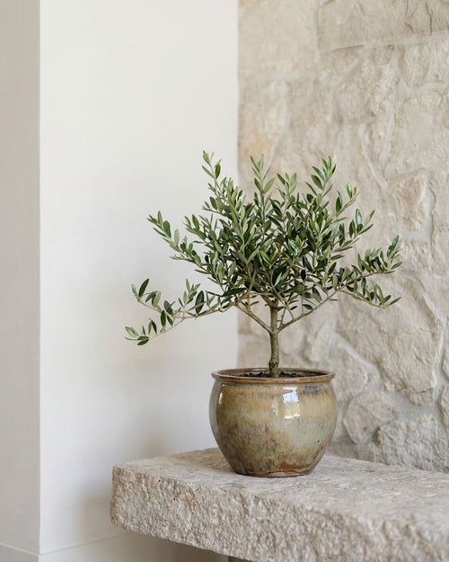 Olea-Europeae-Arbol-Olivo-L-context