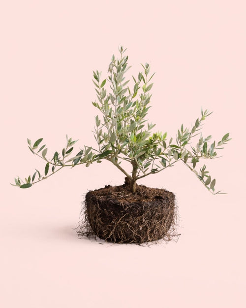 Olea-Europeae-Arbol-Olivo-L