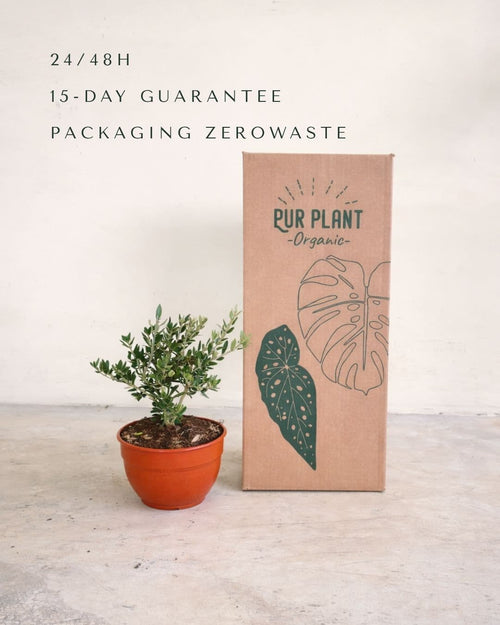 Olea-Europeae_-Arbol-Olivo-L-packaging