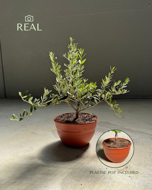 Olea-Europeae_-Arbol-Olivo-L-real