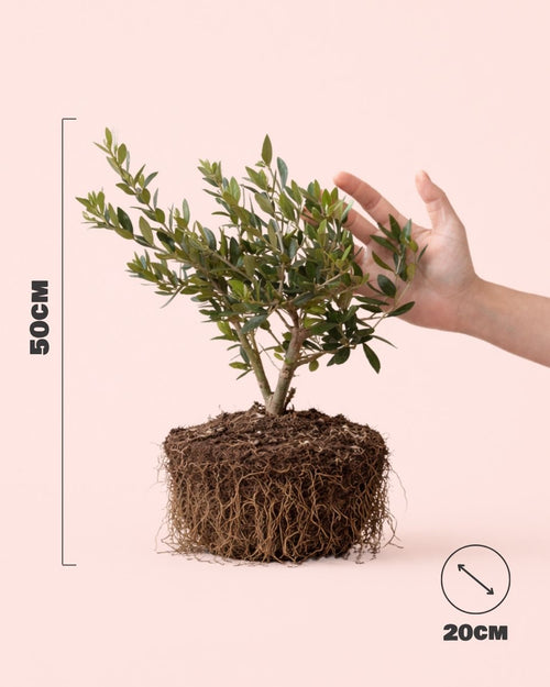 Olea-Europeae_-Arbol-Olivo-L-size