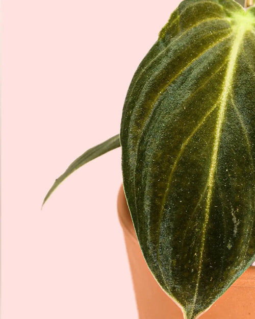 Philodendron-Melanochrysum-bebe