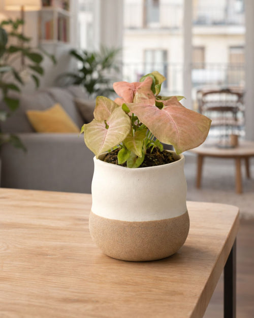 Syngonium Neon Pink M