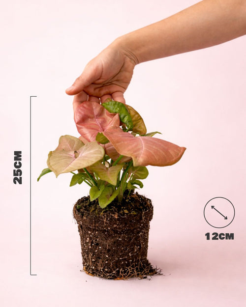 Syngonium-Neo-detalle-size