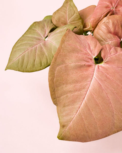 Syngonium-Neo-detalle