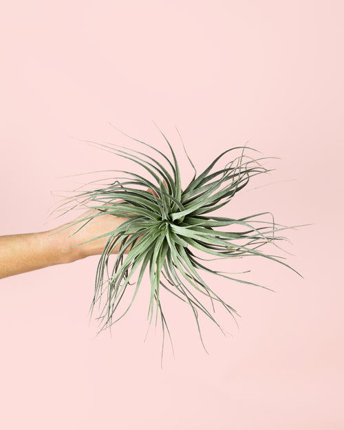 Tillandsia-super-silver-planta