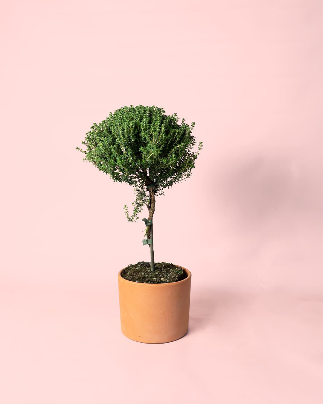 Tomillo thymus vulgaris maceta