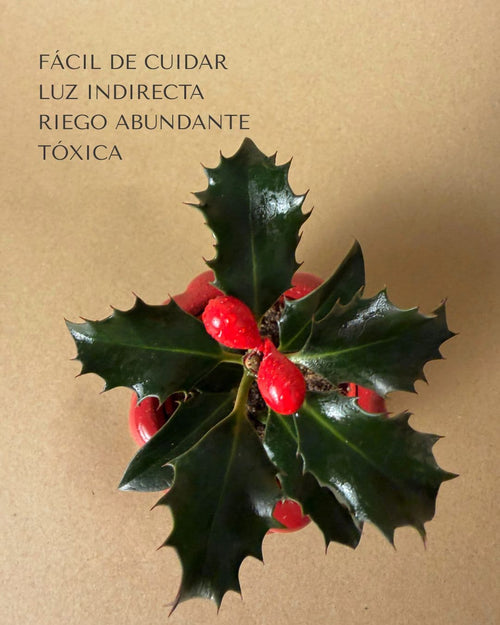 acebo ilex mini detalle cuidados