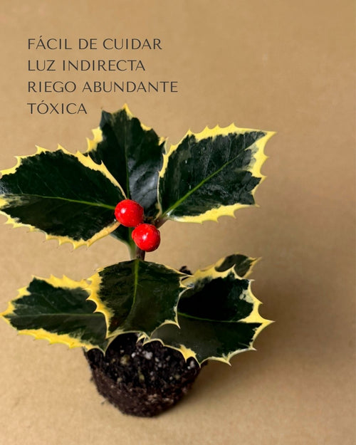 acebo variegado cuidados