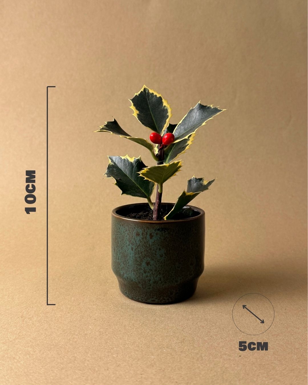 acebo variegado medidas