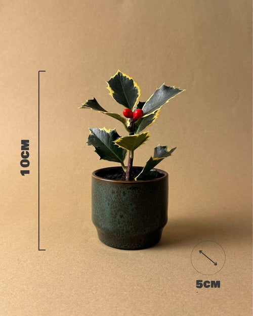 acebo variegado medidas