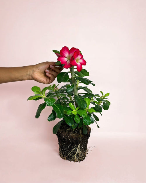 adenium-obesum-planta