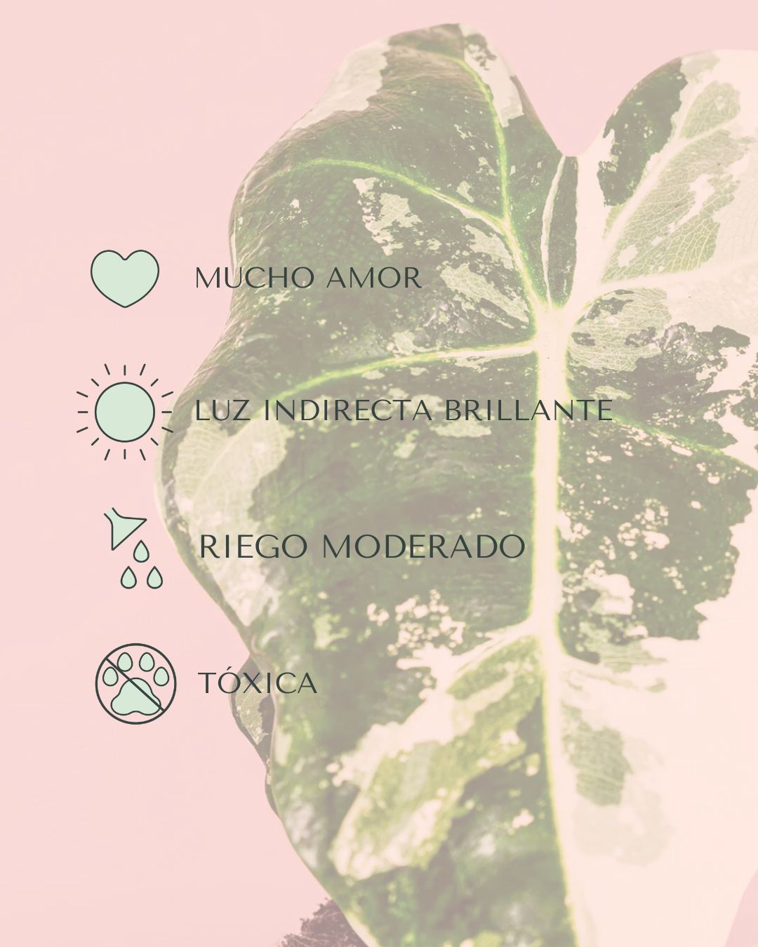 alocasia frydeck variegada m cuidados