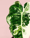 alocasia frydeck variegada m detalle