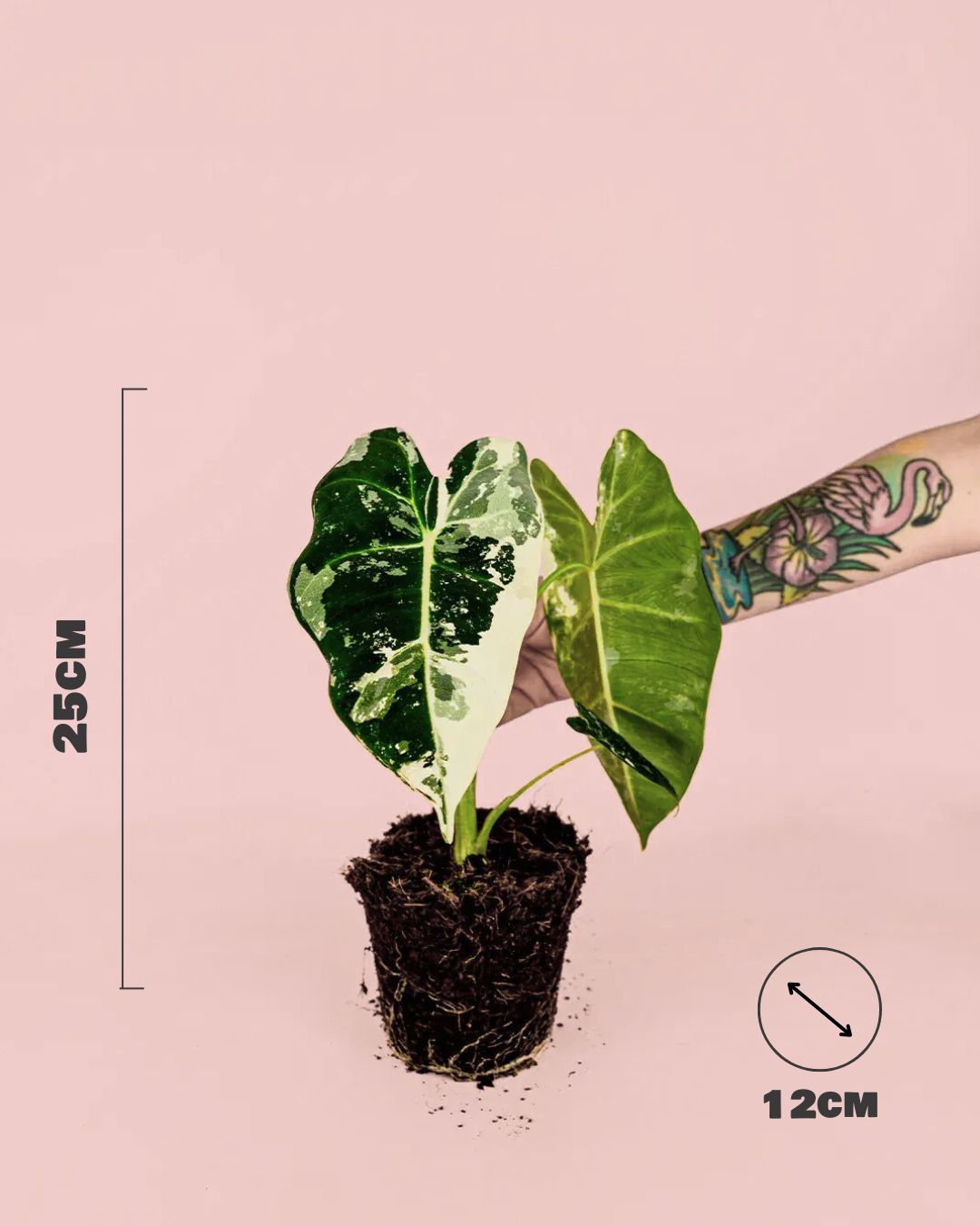 alocasia frydeck variegada m medidas