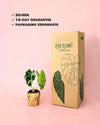 alocasia frydeck variegada m packaging