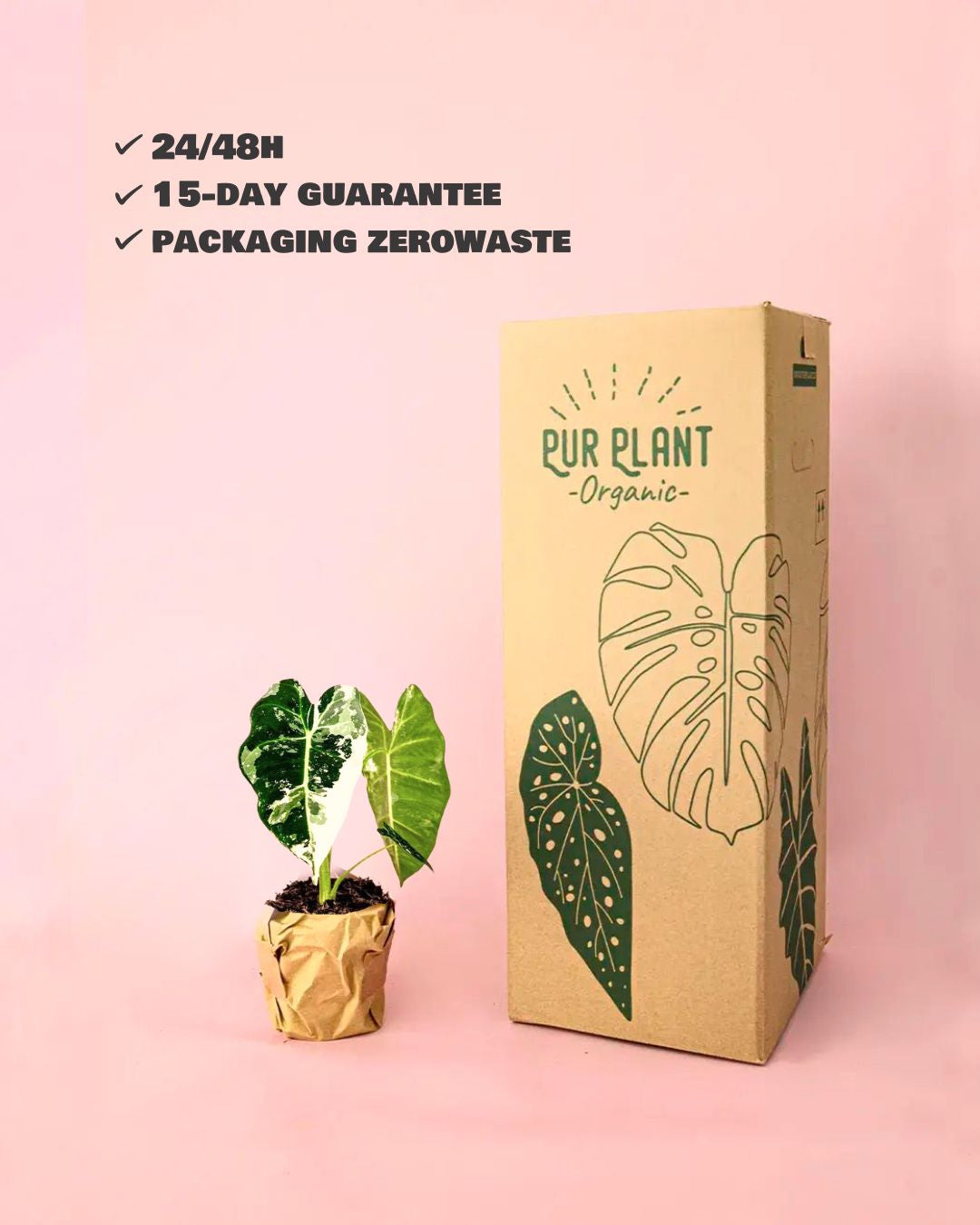 alocasia frydeck variegada m packaging