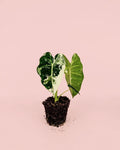 Alocasia Frydek Variegada M