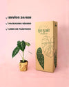 alocasia frydek caja