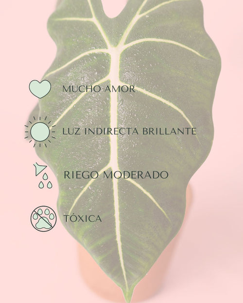 alocasia frydek cuidados