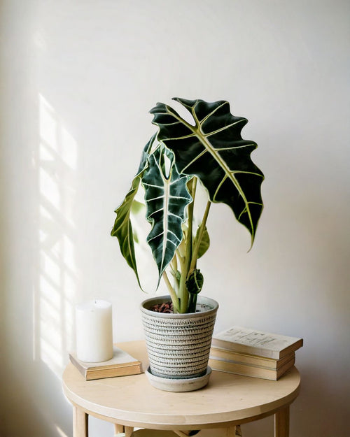 alocasia polly mesita