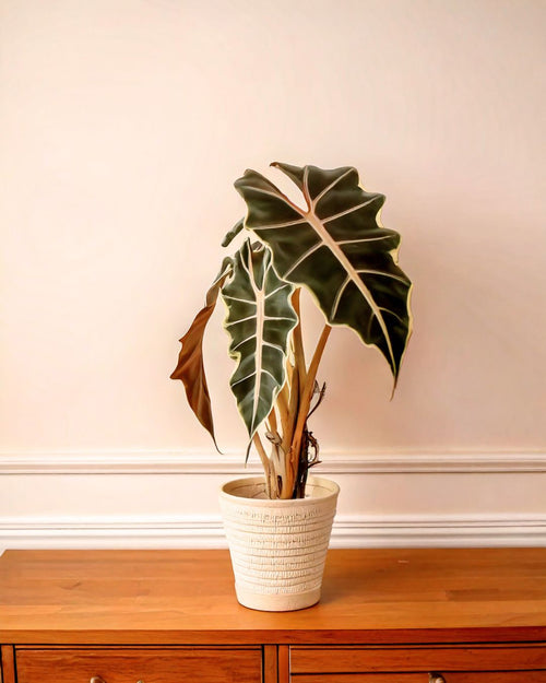 alocasia polly salon