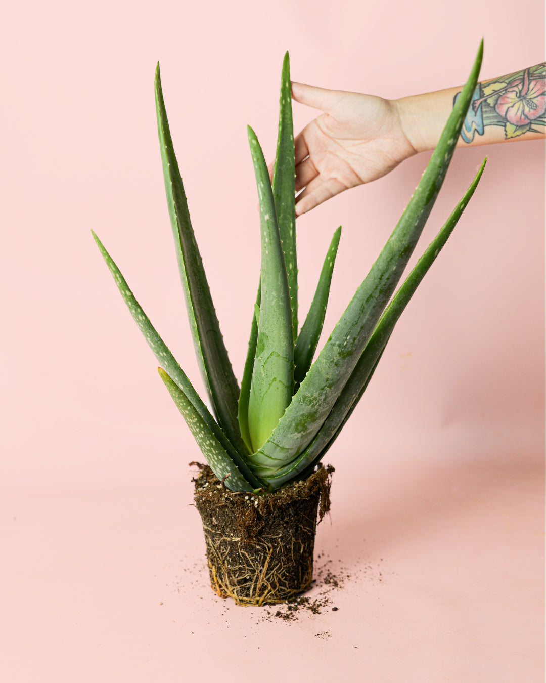 aloe-vera-planta
