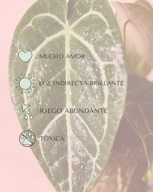 anthurium crystallinum cuidados